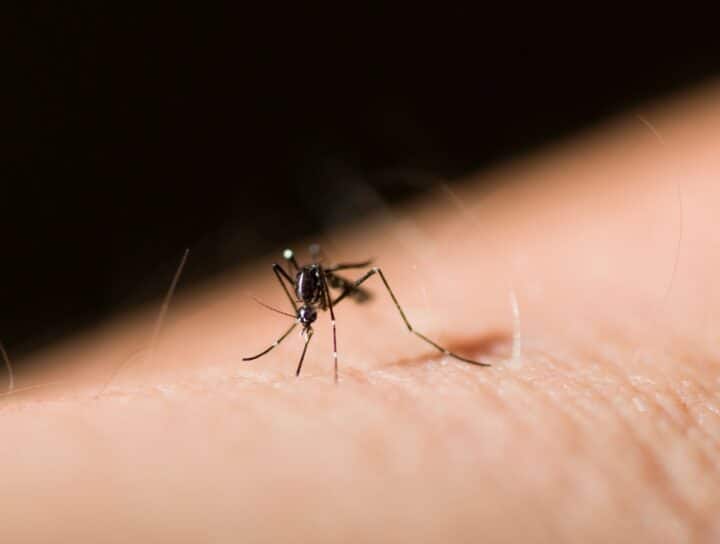 dengue malaria