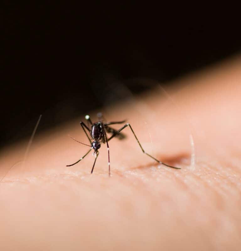 dengue malaria