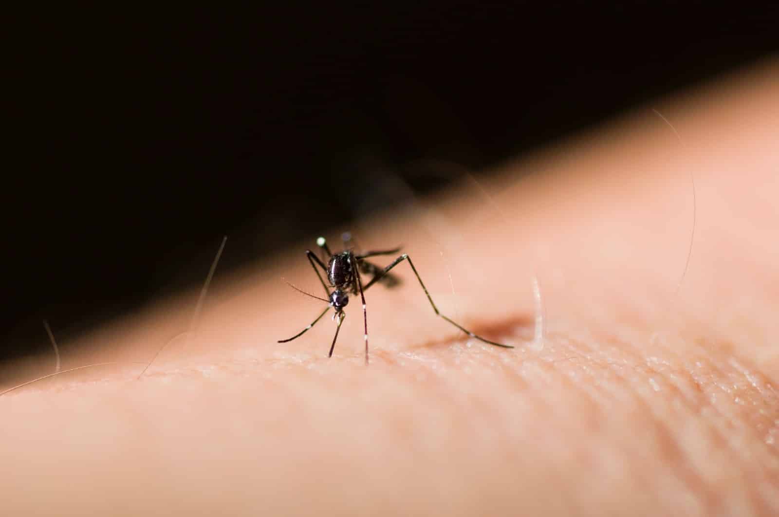 dengue malaria